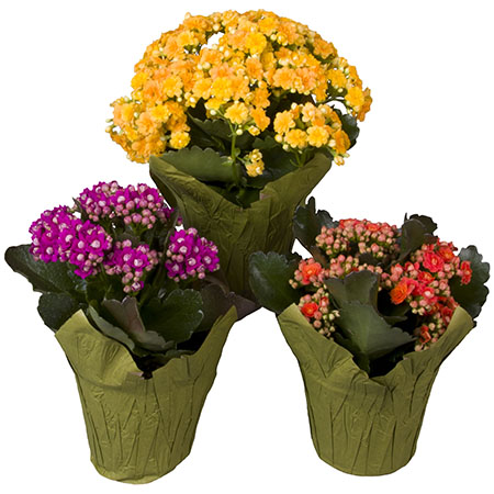 Blooms for Every Room - Image 2